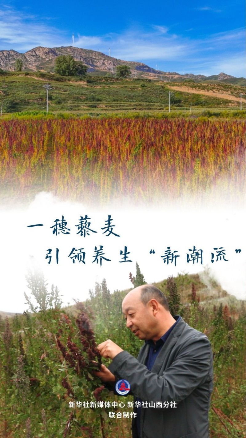 黄土高原上的丰收故事：一穗藜麦，引领养生“新潮流”