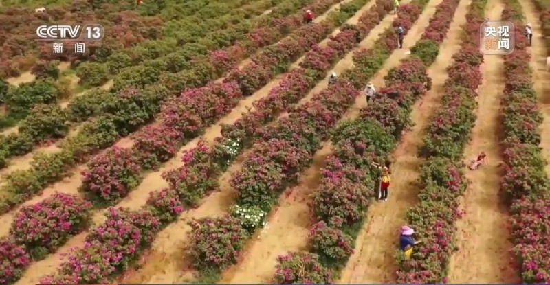 砥砺奋进七十载 天山南北谱华章丨十年巧治流沙 台特玛湖焕然新生