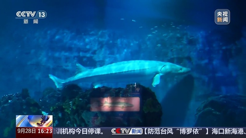 “保姆级”保育精心呵护 海洋馆里“鲟鱼爸爸”的暖心日常