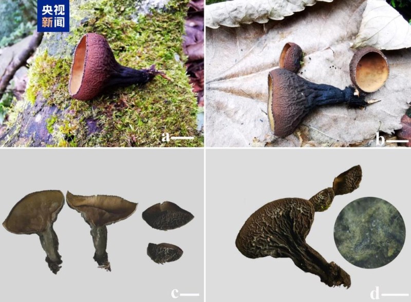 广西大明山保护区发现真菌新种