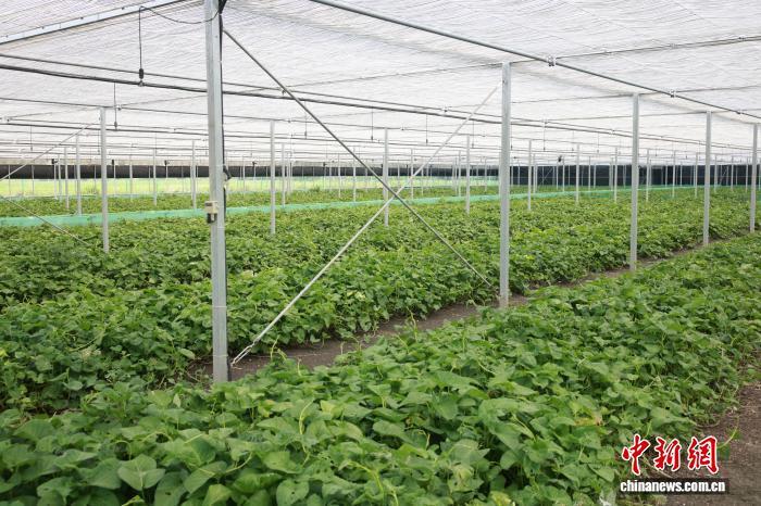 （走进中国乡村）浙北小蜗牛“爬”出共富链撬动西餐市场