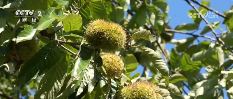 小果实“撬动”大产业 特色种植激活乡村振兴新动能