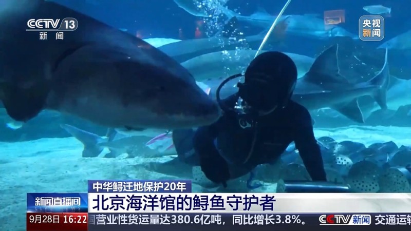 “保姆级”保育精心呵护 海洋馆里“鲟鱼爸爸”的暖心日常