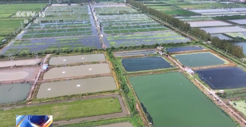 活力中国调研行丨湖北潜江大个儿“炮头虾”正“四季速达”你的餐桌