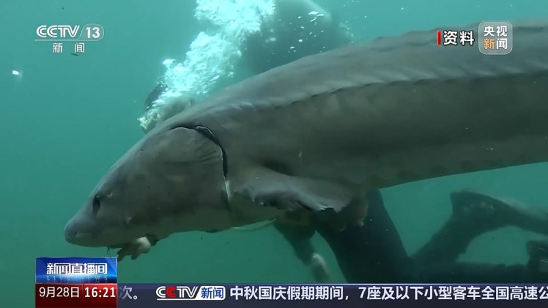 “保姆级”保育精心呵护 海洋馆里“鲟鱼爸爸”的暖心日常