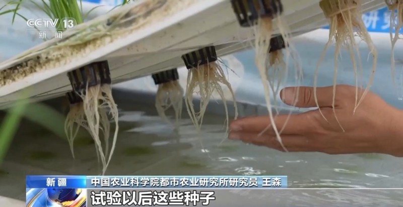 砥砺奋进七十载 天山南北谱华章丨沙漠上的“浪漫”产业 托起新疆菜篮果盘
