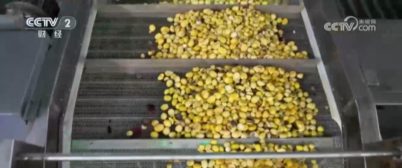 小果实“撬动”大产业 特色种植激活乡村振兴新动能