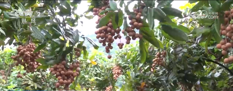 小果实“撬动”大产业 特色种植激活乡村振兴新动能