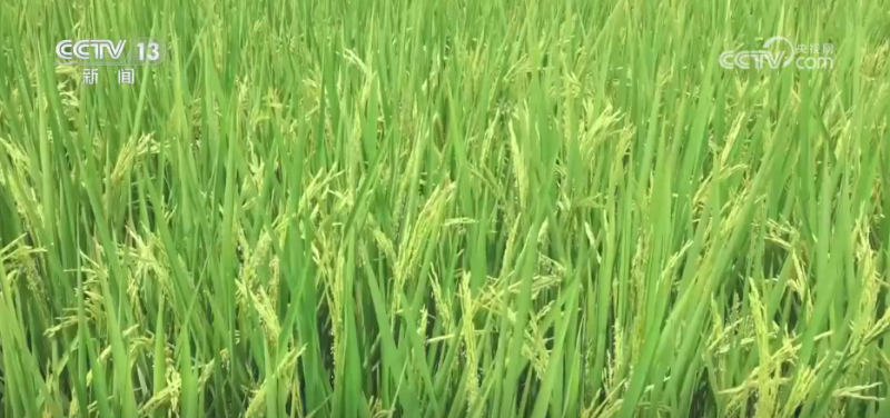 “良种良技+智慧农机”为秋收保驾护航 科技为丰产丰收“添码加力”