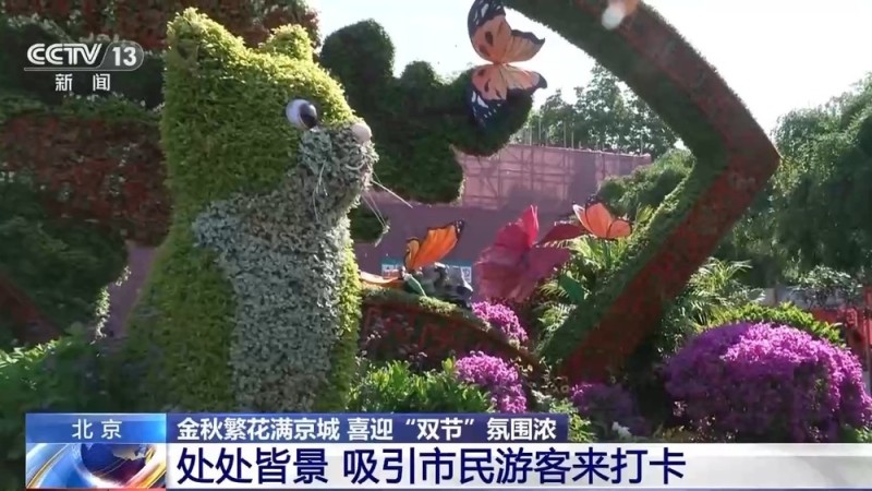 闻桂香、赏菊海、拍“萌宠” 北京秋花进入盛花期