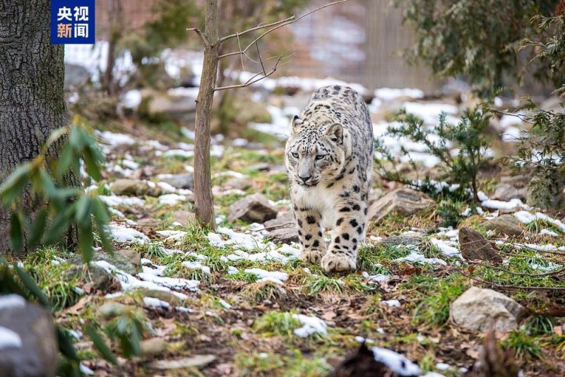 野外遇猛兽如何自救？收藏这份保命法则
