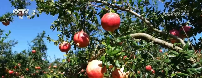 小果实“撬动”大产业 特色种植激活乡村振兴新动能