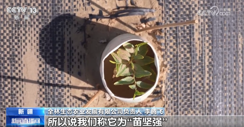 砥砺奋进七十载 天山南北谱华章｜“绿围脖”旁生机勃勃 扩边增绿工程结出“致富果”