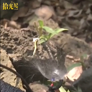 拾光纪·“三农”工作在习近平心里分量满满