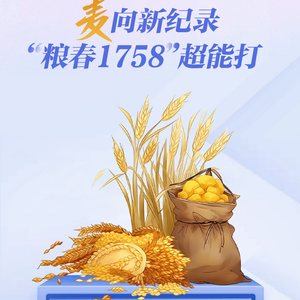 石榴数据线 | “麦”向新纪录 “粮春1758”超能打