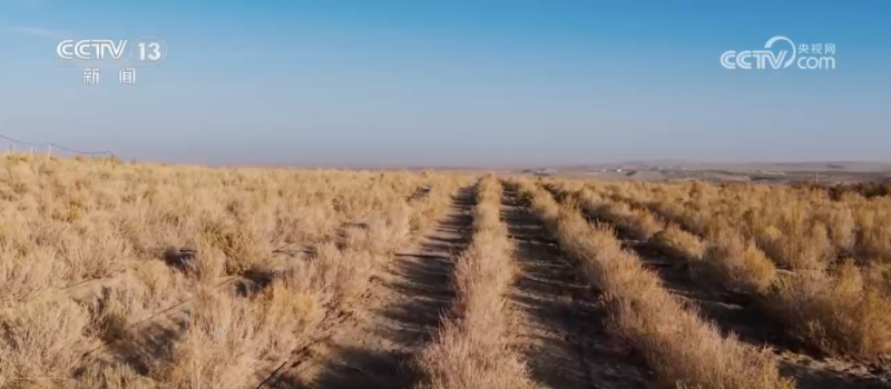 希望的田野迎来丰收季 五彩果蔬描绘乡村振兴新画卷