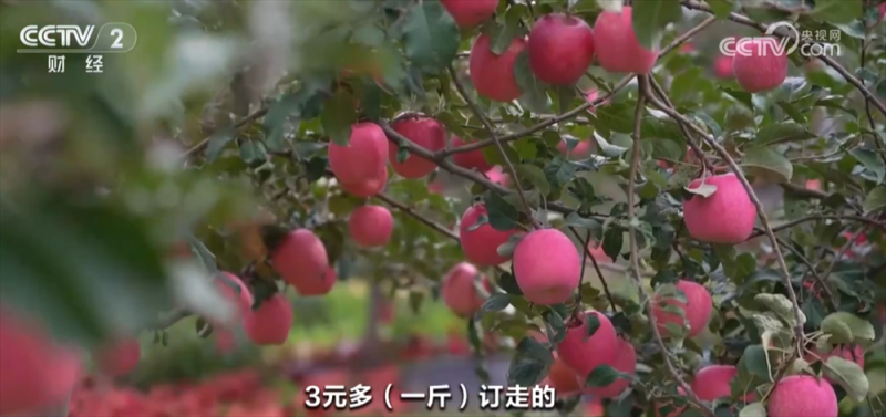 稻谷黄、果飘香 广袤田野“智”绘秋日好“丰”光