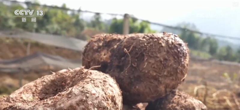 “土疙瘩”在创新中华丽转身为“中国新特产” 滋味千年幻化身形行销世界