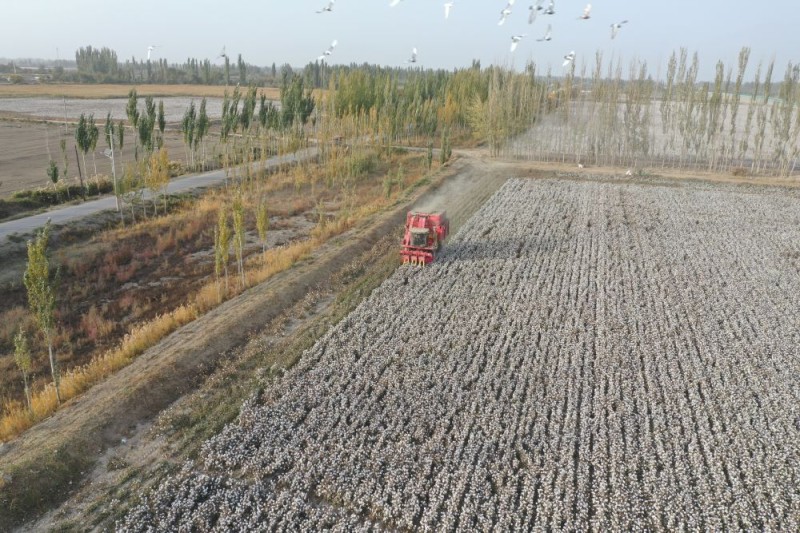 科技赋能丰收――新疆棉花采收一线见闻