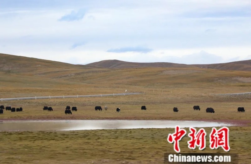 东西问・中国学丨英国作家马丁内斯：中国生态文明建设何以成果丰硕？