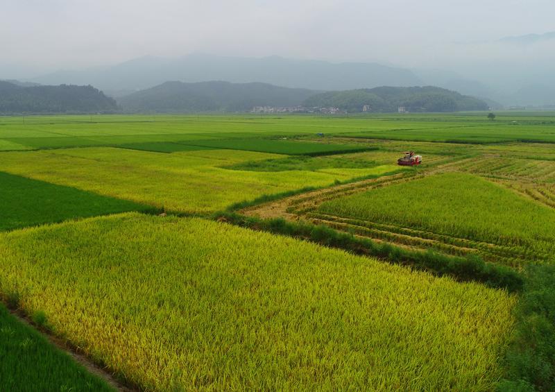 冀云深度丨中国饭碗，穰穰满家
