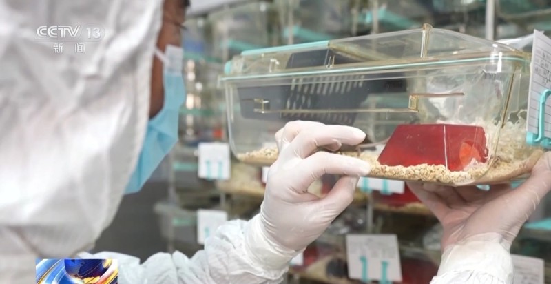 视频丨神舟二十一号带6项实验样品上天 为什么有4只小鼠？