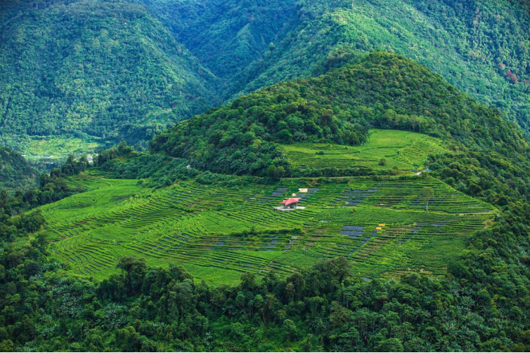 茶香漫峡谷 绿叶变“金叶”――西藏墨脱采茶人劳务品牌的2025年答卷