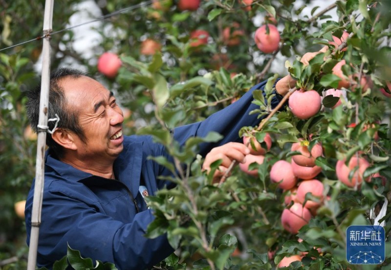陕西延安：黄土高原迎来收获季