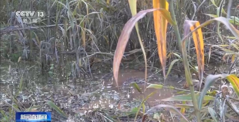降雨导致秋粮受灾 与时间赛跑无人机助力抢收