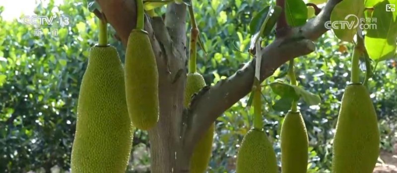 品蟹宴、捕鱼乐、果菜香!共享金秋丰收喜悦 多地特色田园体验点燃乡村文旅消费热