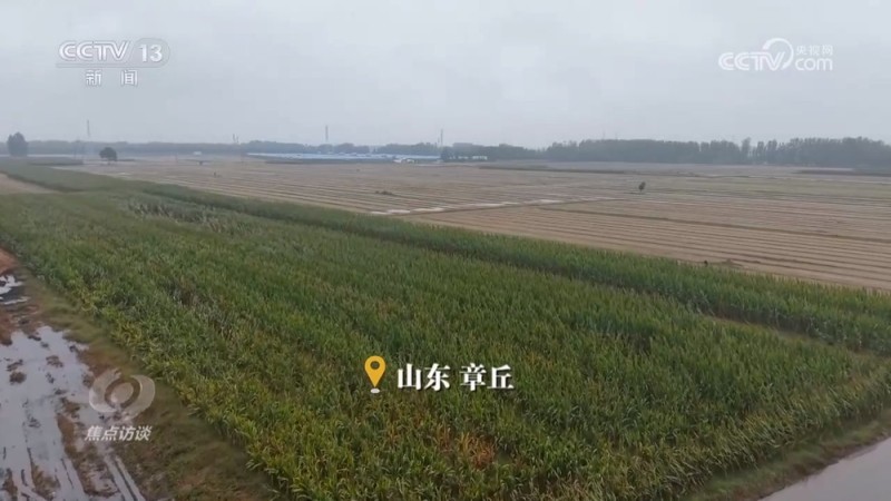 焦点访谈｜秋粮抢收抢烘 这场“保卫战”如何打好？