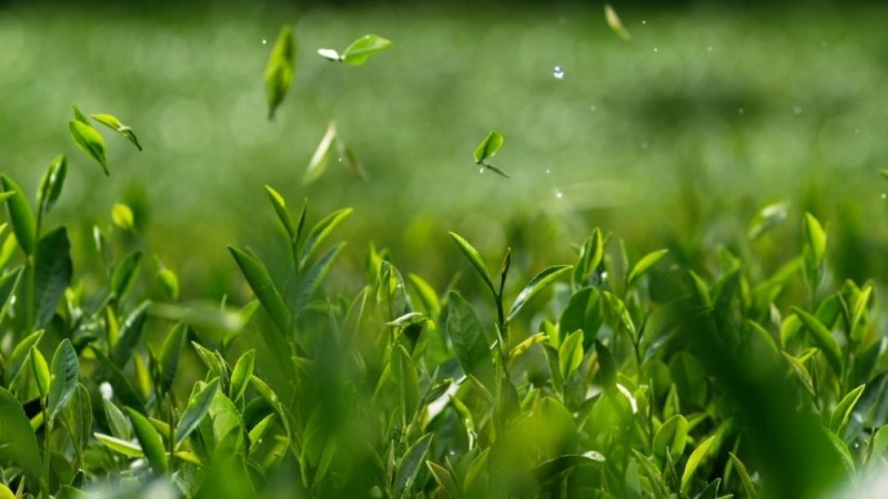 新华视点｜系列纪录片《大径山》第一集：参山