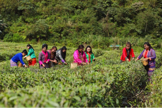 茶香漫峡谷 绿叶变“金叶”――西藏墨脱采茶人劳务品牌的2025年答卷