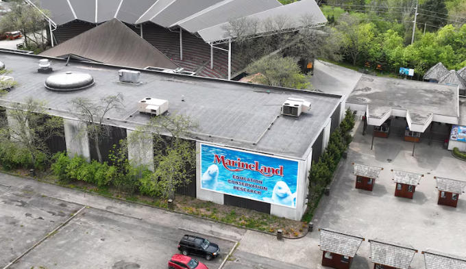 就离谱！加政府拒绝卖中国，30头白鲸或面临安乐死