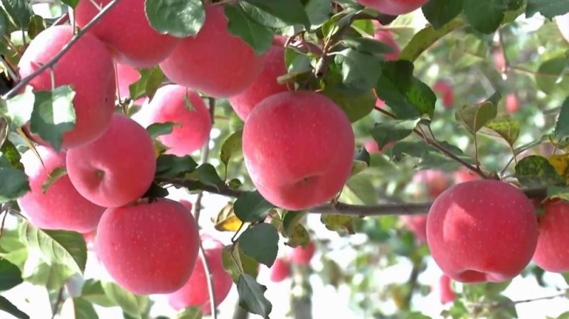 新华视点|特色农业“金钥匙” 打开乡村振兴“富民门”