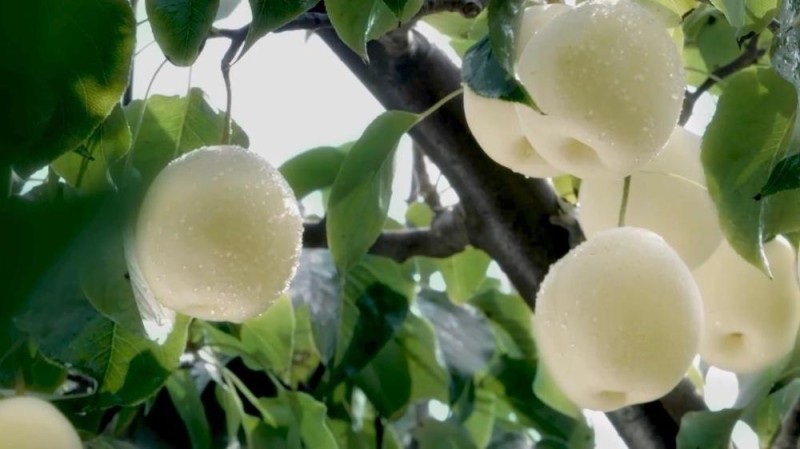 新华视点|特色农业“金钥匙” 打开乡村振兴“富民门”