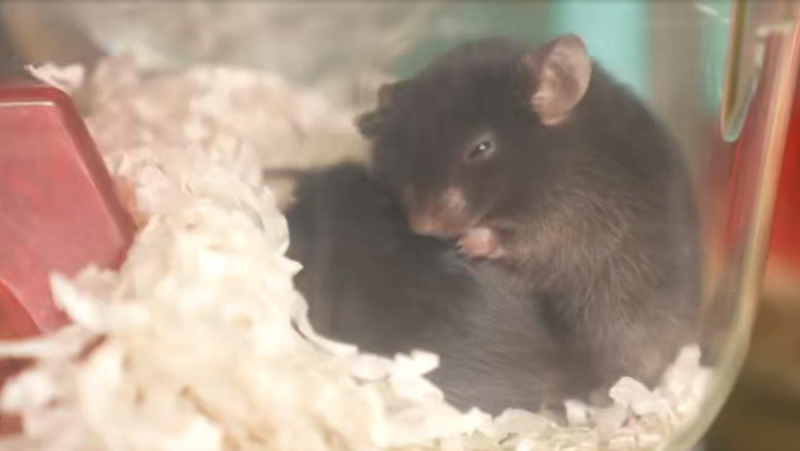 “动物航天员”队伍上新!小鼠如何完成奇妙的太空之旅?