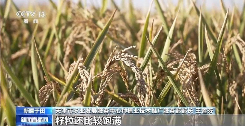 降雨导致秋粮受灾 与时间赛跑无人机助力抢收