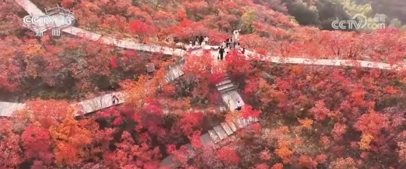 “斑斓秋色+新潮玩法”点燃赏秋游新热力 文旅新消费活力十足
