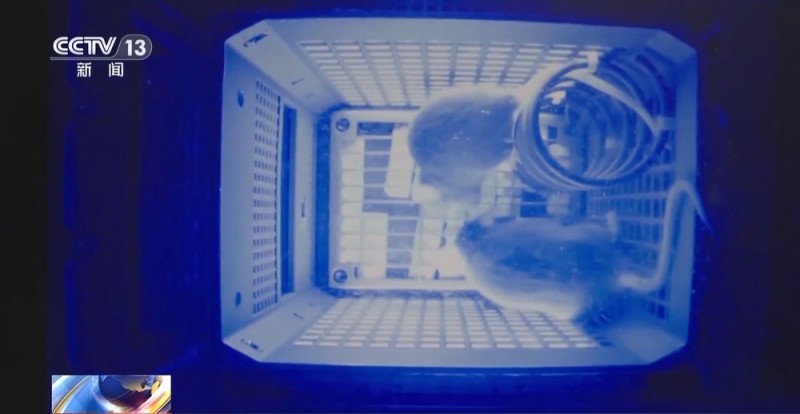 视频丨神舟二十一号带6项实验样品上天 为什么有4只小鼠？