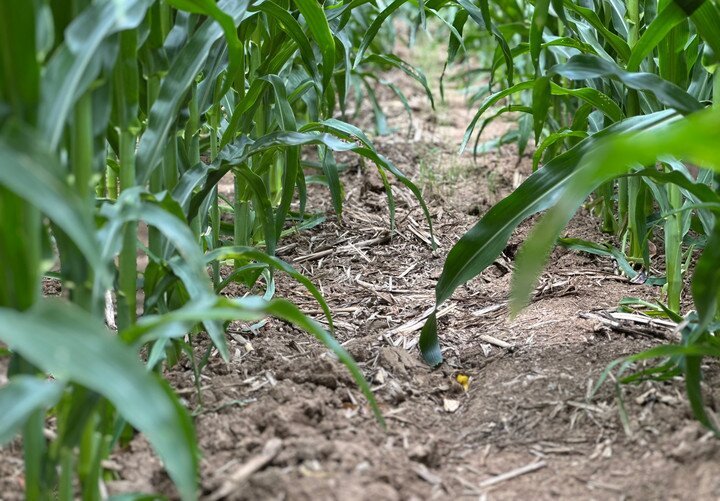 理响中国｜1.4万亿斤的跨越