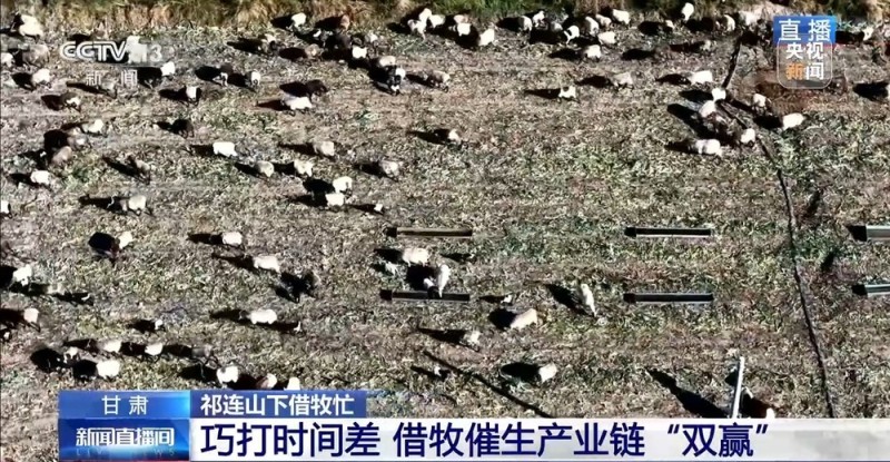 65万牛羊异地过冬 借牧双方资源互补催生产业新模式