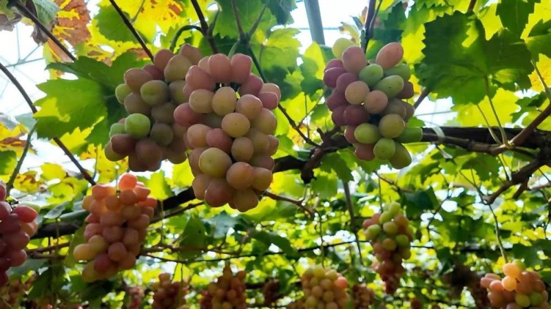 新华视点|特色农业“金钥匙” 打开乡村振兴“富民门”