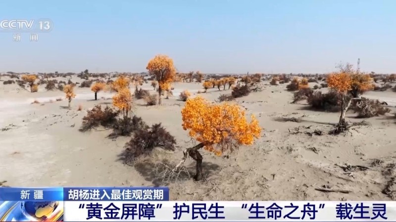 塔里木河秋日限定 胡杨映水绘就一幅流动油画