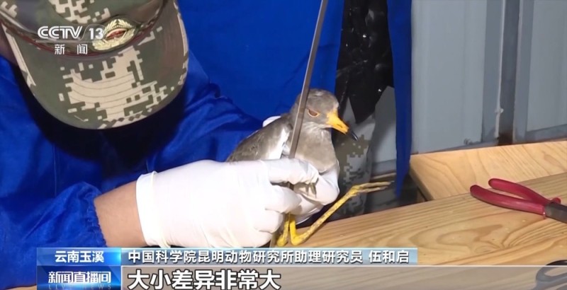 候鸟“打卡”哀牢山迁徙通道 鸟类环志工作启动