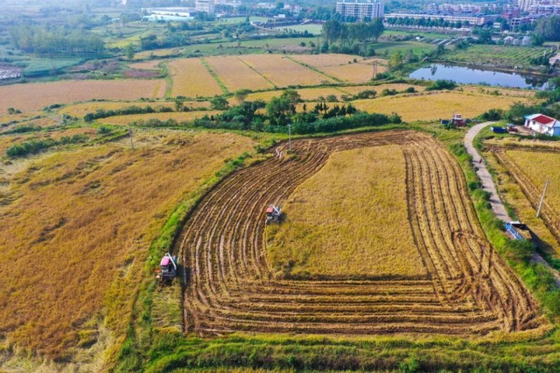 抢!多地连阴雨 争分夺秒保秋粮