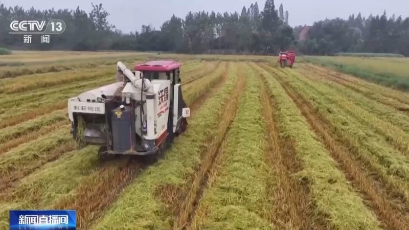 秋收进入冲刺阶段 各地多举措确保粮食“颗粒归仓”