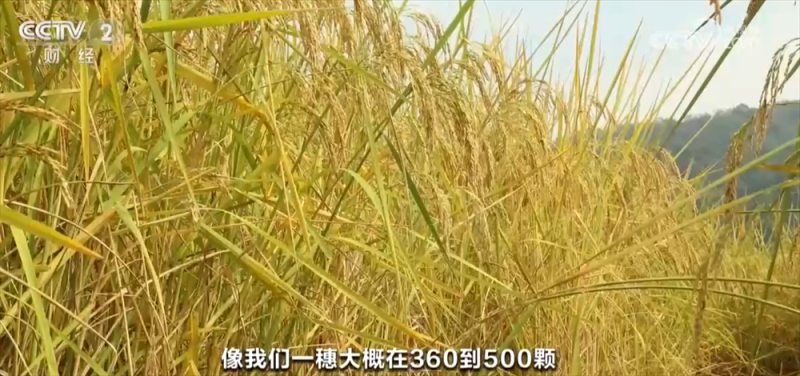 稻谷黄、果飘香 广袤田野“智”绘秋日好“丰”光