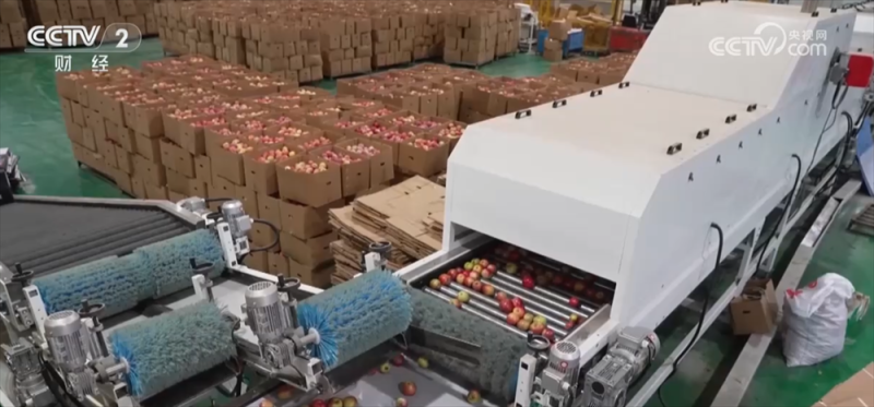 稻谷黄、果飘香 广袤田野“智”绘秋日好“丰”光