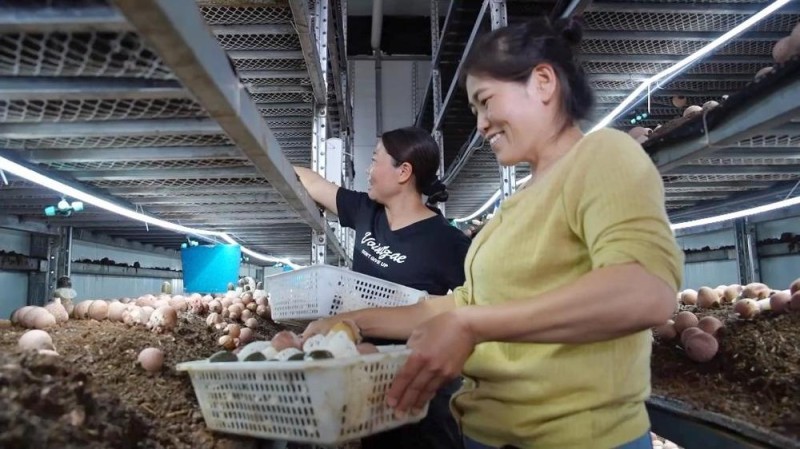 新华视点|特色农业“金钥匙” 打开乡村振兴“富民门”